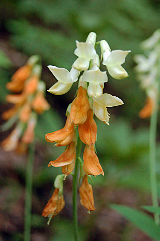 Lathyrus laevigatus subsp. occidentalis  / Cicerchia gialla